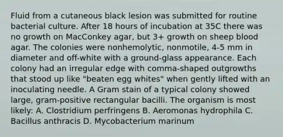 Fluid from a cutaneous black lesion was submitted for routine bacterial culture. After 18 hours of incubation at 35C there was no growth on MacConkey agar, but 3+ growth on sheep blood agar. The colonies were nonhemolytic, nonmotile, 4-5 mm in diameter and off-white with a ground-glass appearance. Each colony had an irregular edge with comma-shaped outgrowths that stood up like "beaten egg whites" when gently lifted with an inoculating needle. A Gram stain of a typical colony showed large, gram-positive rectangular bacilli. The organism is most likely: A. Clostridium perfringens B. Aeromonas hydrophila C. Bacillus anthracis D. Mycobacterium marinum