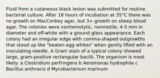 Fluid from a cutaneous black lesion was submitted for routine bacterial culture. After 18 hours of incubation at 35°C there was no growth on MacConkey agar, but 3+ growth on sheep blood agar. The colonies were nonhemolytic, nonmotile, 4-5 mm in diameter and off-white with a ground glass appearance. Each colony had an irregular edge with comma-shaped outgrowths that stood up like "beaten egg whites" when gently lifted with an inoculating needle. A Gram stain of a typical colony showed large, gram-positive rectangular bacilli. The organism is most likely: a Clostridium perfringens b Aeromonas hydrophila c Bacillus anthracis d Mycobacterium marinum