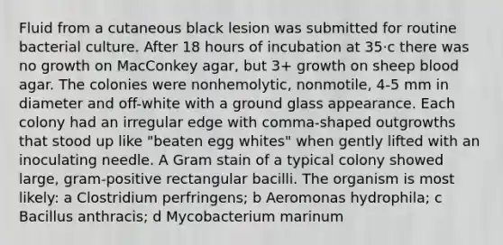 Fluid from a cutaneous black lesion was submitted for routine bacterial culture. After 18 hours of incubation at 35·c there was no growth on MacConkey agar, but 3+ growth on sheep blood agar. The colonies were nonhemolytic, nonmotile, 4-5 mm in diameter and off-white with a ground glass appearance. Each colony had an irregular edge with comma-shaped outgrowths that stood up like "beaten egg whites" when gently lifted with an inoculating needle. A Gram stain of a typical colony showed large, gram-positive rectangular bacilli. The organism is most likely: a Clostridium perfringens; b Aeromonas hydrophila; c Bacillus anthracis; d Mycobacterium marinum