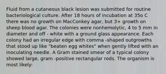 Fluid from a cutaneous black lesion was submitted for routine bacteriological culture. After 18 hours of incubation at 35o C there was no growth on MacConkey agar, but 3+ growth on sheep blood agar. The colonies were nonhemolytic, 4 to 5 mm in diameter and off - white with a ground glass appearance. Each colony had an irregular edge with comma -shaped outgrowths that stood up like "beaten egg whites" when gently lifted with an inoculating needle. A Gram stained smear of a typical colony showed large, gram -positive rectangular rods. The organism is most likely: