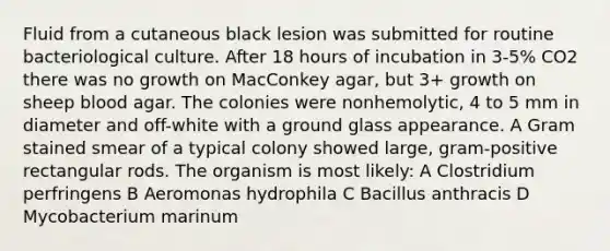 Fluid from a cutaneous black lesion was submitted for routine bacteriological culture. After 18 hours of incubation in 3-5% CO2 there was no growth on MacConkey agar, but 3+ growth on sheep blood agar. The colonies were nonhemolytic, 4 to 5 mm in diameter and off-white with a ground glass appearance. A Gram stained smear of a typical colony showed large, gram-positive rectangular rods. The organism is most likely: A Clostridium perfringens B Aeromonas hydrophila C Bacillus anthracis D Mycobacterium marinum