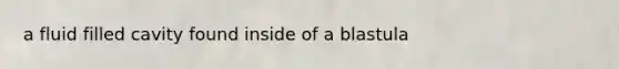a fluid filled cavity found inside of a blastula
