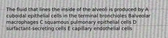 The fluid that lines the inside of the alveoli is produced by A cuboidal epithelial cells in the terminal bronchioles Balveolar macrophages C squamous pulmonary epithelial cells D surfactant-secreting cells E capillary endothelial cells