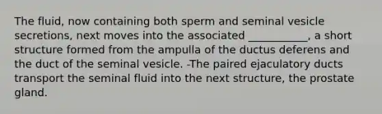 The fluid, now containing both sperm and seminal vesicle secretions, next moves into the associated ___________, a short structure formed from the ampulla of the ductus deferens and the duct of the seminal vesicle. -The paired ejaculatory ducts transport the seminal fluid into the next structure, the prostate gland.