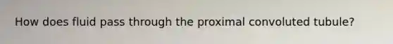 How does fluid pass through the proximal convoluted tubule?