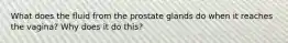 What does the fluid from the prostate glands do when it reaches the vagina? Why does it do this?