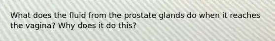 What does the fluid from the prostate glands do when it reaches the vagina? Why does it do this?