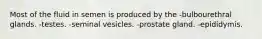 Most of the fluid in semen is produced by the -bulbourethral glands. -testes. -seminal vesicles. -prostate gland. -epididymis.