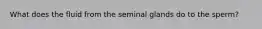 What does the fluid from the seminal glands do to the sperm?