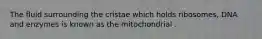 The fluid surrounding the cristae which holds ribosomes, DNA and enzymes is known as the mitochondrial .