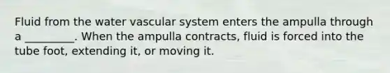 Fluid from the water vascular system enters the ampulla through a _________. When the ampulla contracts, fluid is forced into the tube foot, extending it, or moving it.