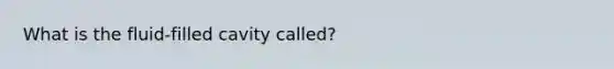 What is the fluid-filled cavity called?