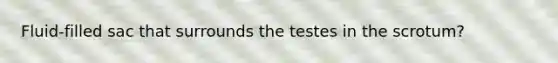 Fluid-filled sac that surrounds the testes in the scrotum?