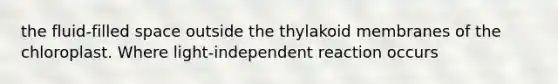 the fluid-filled space outside the thylakoid membranes of the chloroplast. Where light-independent reaction occurs