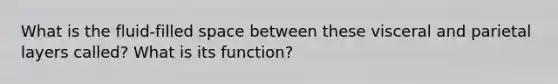 What is the fluid-filled space between these visceral and parietal layers called? What is its function?