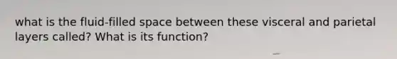 what is the fluid-filled space between these visceral and parietal layers called? What is its function?