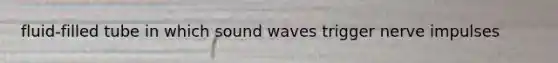 fluid-filled tube in which sound waves trigger nerve impulses