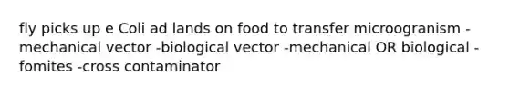 fly picks up e Coli ad lands on food to transfer microogranism -mechanical vector -biological vector -mechanical OR biological -fomites -cross contaminator