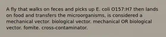 A fly that walks on feces and picks up E. coli O157:H7 then lands on food and transfers the microorganisms, is considered a mechanical vector. biological vector. mechanical OR biological vector. fomite. cross-contaminator.