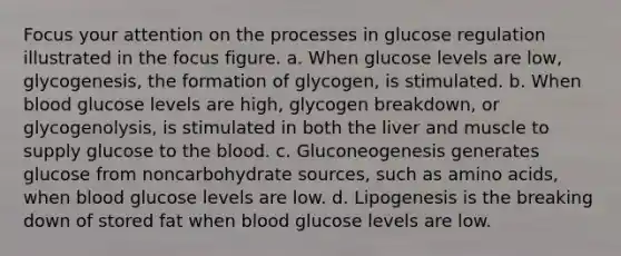 Focus your attention on the processes in glucose regulation illustrated in the focus figure. a. When glucose levels are low, glycogenesis, the formation of glycogen, is stimulated. b. When blood glucose levels are high, glycogen breakdown, or glycogenolysis, is stimulated in both the liver and muscle to supply glucose to the blood. c. Gluconeogenesis generates glucose from noncarbohydrate sources, such as amino acids, when blood glucose levels are low. d. Lipogenesis is the breaking down of stored fat when blood glucose levels are low.