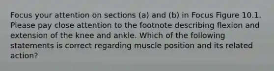 Focus your attention on sections (a) and (b) in Focus Figure 10.1. Please pay close attention to the footnote describing flexion and extension of the knee and ankle. Which of the following statements is correct regarding muscle position and its related action?