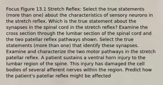 Focus Figure 13.1 Stretch Reflex: Select the true statements (more than one) about the characteristics of sensory neurons in the stretch reflex. Which is the true statement about the synapses in the spinal cord in the stretch reflex? Examine the cross section through the lumbar section of the spinal cord and the two patellar reflex pathways shown. Select the true statements (more than one) that identify these synapses. Examine and characterize the two motor pathways in the stretch patellar reflex. A patient sustains a ventral horn injury to the lumbar region of the spine. This injury has damaged the cell bodies of several afferent nerves within the region. Predict how the patient's patellar reflex might be affected