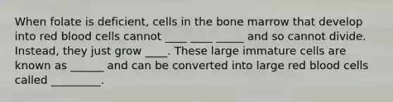 When folate is deficient, cells in the bone marrow that develop into red blood cells cannot ____ ____ _____ and so cannot divide. Instead, they just grow ____. These large immature cells are known as ______ and can be converted into large red blood cells called _________.