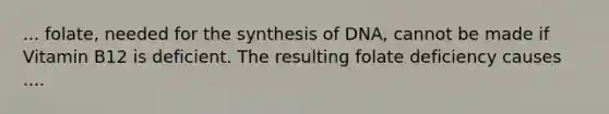 ... folate, needed for the synthesis of DNA, cannot be made if Vitamin B12 is deficient. The resulting folate deficiency causes ....