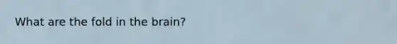 What are the fold in the brain?