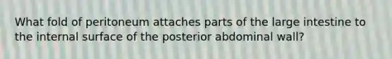 What fold of peritoneum attaches parts of the large intestine to the internal surface of the posterior abdominal wall?