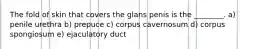 The fold of skin that covers the glans penis is the ________. a) penile urethra b) prepuce c) corpus cavernosum d) corpus spongiosum e) ejaculatory duct