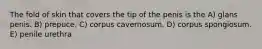The fold of skin that covers the tip of the penis is the A) glans penis. B) prepuce. C) corpus cavernosum. D) corpus spongiosum. E) penile urethra
