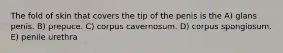 The fold of skin that covers the tip of the penis is the A) glans penis. B) prepuce. C) corpus cavernosum. D) corpus spongiosum. E) penile urethra