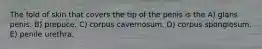 The fold of skin that covers the tip of the penis is the A) glans penis. B) prepuce. C) corpus cavernosum. D) corpus spongiosum. E) penile urethra.