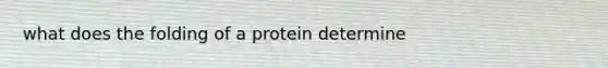 what does the folding of a protein determine