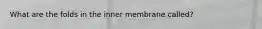 What are the folds in the inner membrane called?