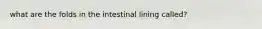 what are the folds in the intestinal lining called?