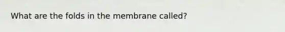 What are the folds in the membrane called?