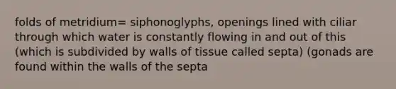 folds of metridium= siphonoglyphs, openings lined with ciliar through which water is constantly flowing in and out of this (which is subdivided by walls of tissue called septa) (gonads are found within the walls of the septa