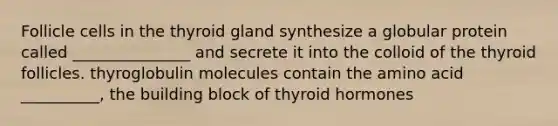 Follicle cells in the thyroid gland synthesize a globular protein called _______________ and secrete it into the colloid of the thyroid follicles. thyroglobulin molecules contain the amino acid __________, the building block of thyroid hormones