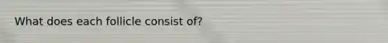 What does each follicle consist of?