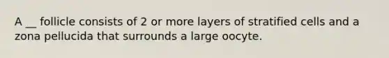 A __ follicle consists of 2 or more layers of stratified cells and a zona pellucida that surrounds a large oocyte.