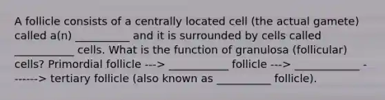 A follicle consists of a centrally located cell (the actual gamete) called a(n) __________ and it is surrounded by cells called ___________ cells. What is the function of granulosa (follicular) cells? Primordial follicle ---> ___________ follicle ---> ____________ -------> tertiary follicle (also known as __________ follicle).