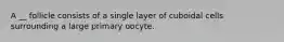 A __ follicle consists of a single layer of cuboidal cells surrounding a large primary oocyte.