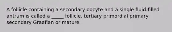 A follicle containing a secondary oocyte and a single fluid-filled antrum is called a _____ follicle. tertiary primordial primary secondary Graafian or mature