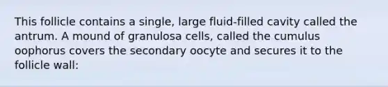 This follicle contains a single, large fluid-filled cavity called the antrum. A mound of granulosa cells, called the cumulus oophorus covers the secondary oocyte and secures it to the follicle wall: