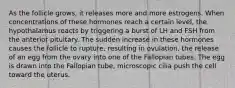 As the follicle grows, it releases more and more estrogens. When concentrations of these hormones reach a certain level, the hypothalamus reacts by triggering a burst of LH and FSH from the anterior pituitary. The sudden increase in these hormones causes the follicle to rupture, resulting in ovulation, the release of an egg from the ovary into one of the Fallopian tubes. The egg is drawn into the Fallopian tube, microscopic cilia push the cell toward the uterus.