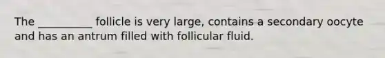 The __________ follicle is very large, contains a secondary oocyte and has an antrum filled with follicular fluid.