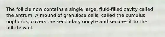 The follicle now contains a single large, fluid-filled cavity called the antrum. A mound of granulosa cells, called the cumulus oophorus, covers the secondary oocyte and secures it to the follicle wall.