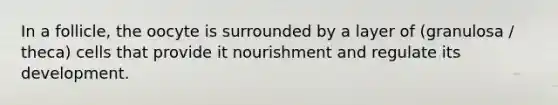In a follicle, the oocyte is surrounded by a layer of (granulosa / theca) cells that provide it nourishment and regulate its development.